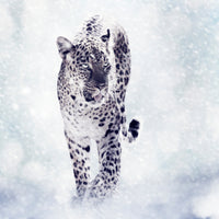 acrylic-print-photo-wallaper-the-leopard
