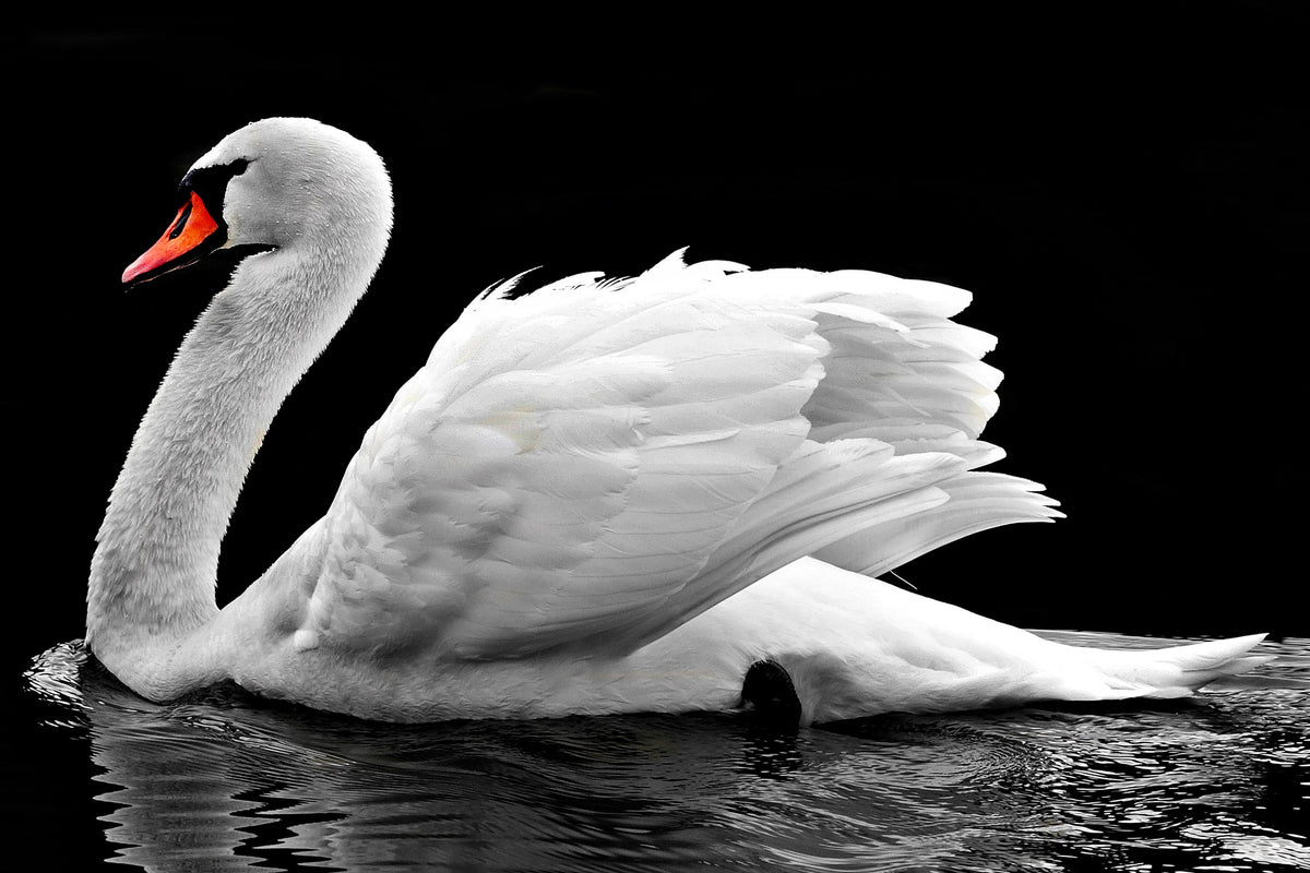 3-piece-canvas-print-the-graceful-swan