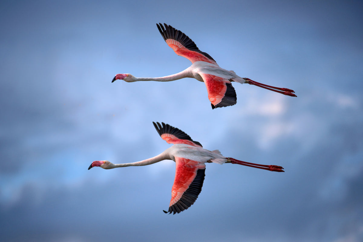 framedposter-print-greater-flamingos-x