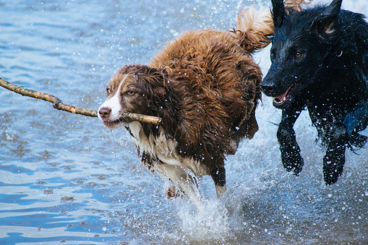 3-piece-acrylic-print-playing-dogs
