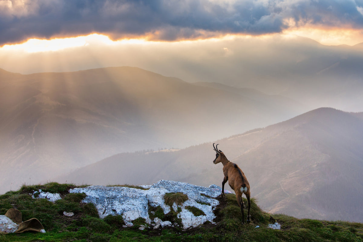 framedposter-print-chamois-in-piatra-craiului-romania