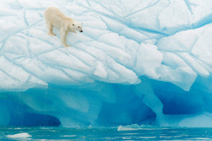 acrylic-print-polar-bear