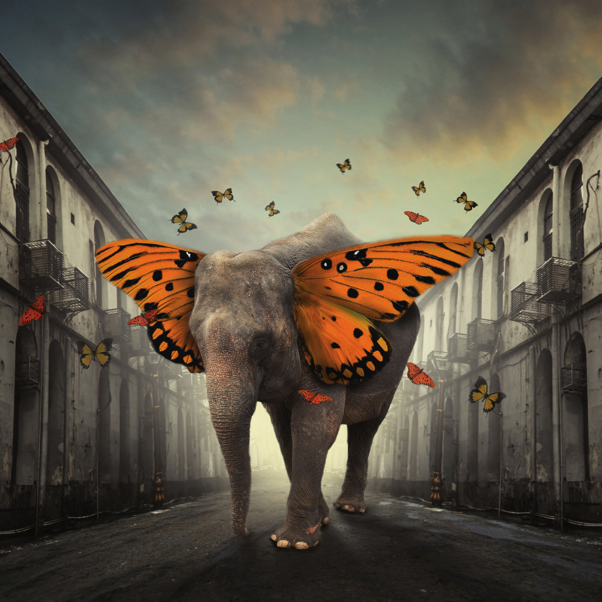 9-piece-acrylic-print-butterphant