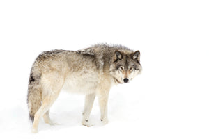 poster-print-canadian-timber-wolf