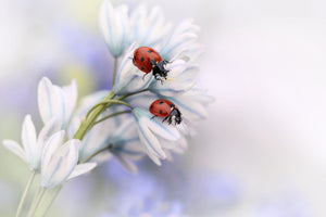 3-piece-aluminium-print-ladybirds