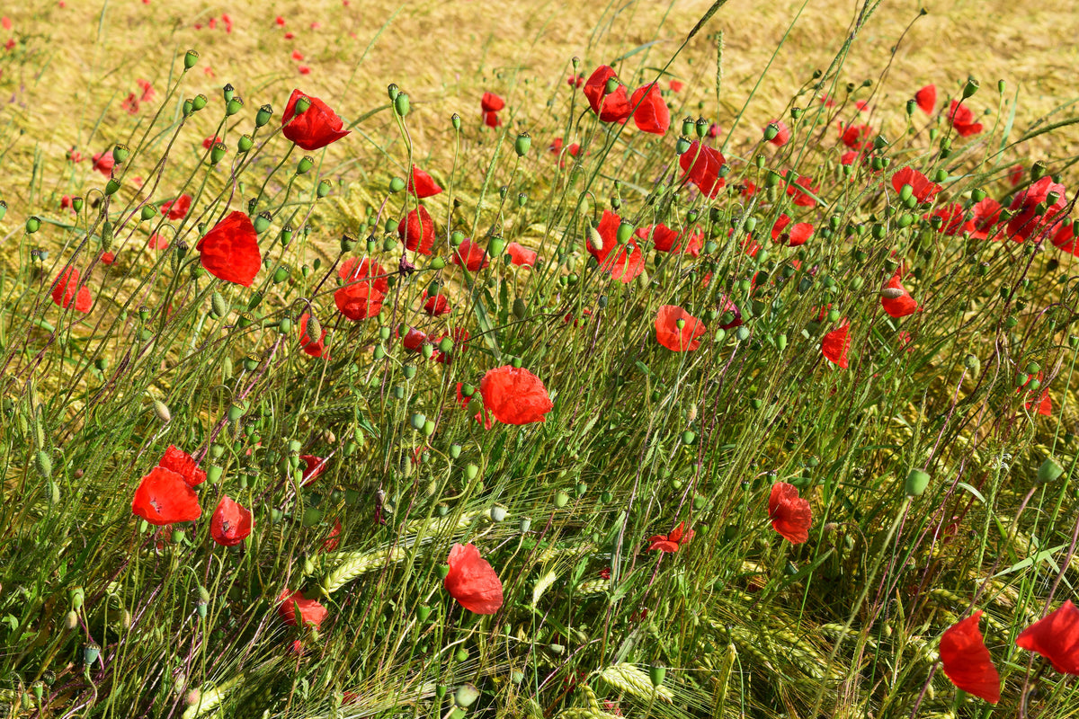3-piece-acrylic-print-the-poppy-in-the-wind