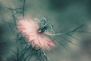 poster-print-the-virgin