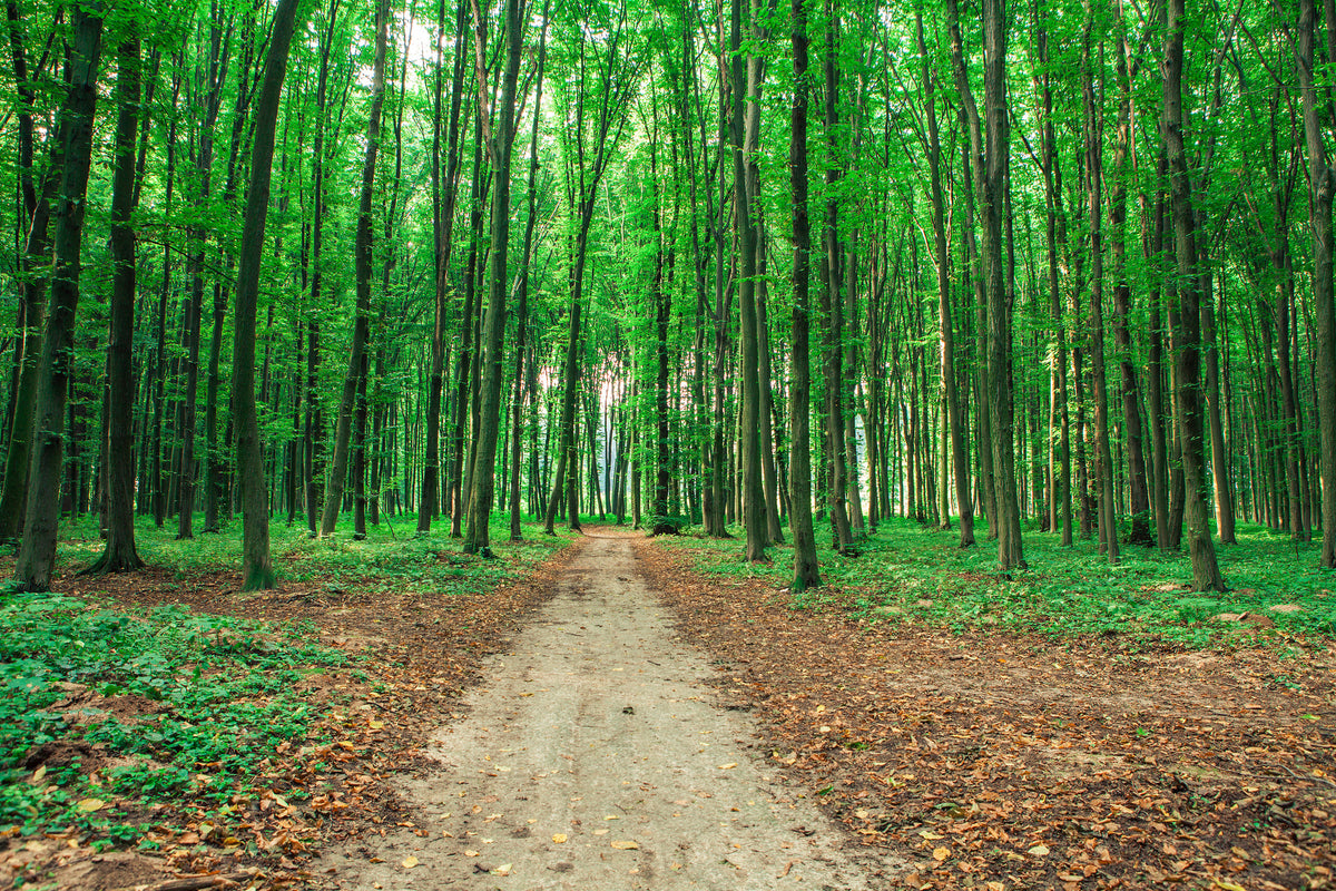 poster-print-pine-forests