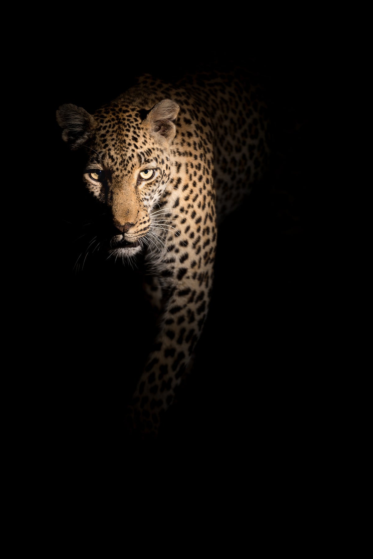 poster-print-out-of-the-darkness-x