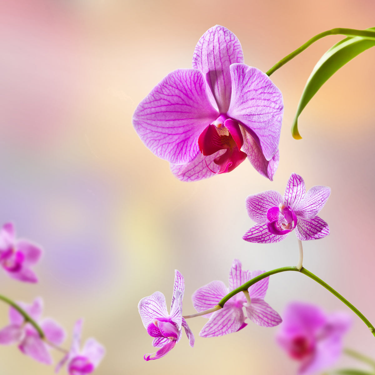 9-piece-acrylic-print-romantic-orchids