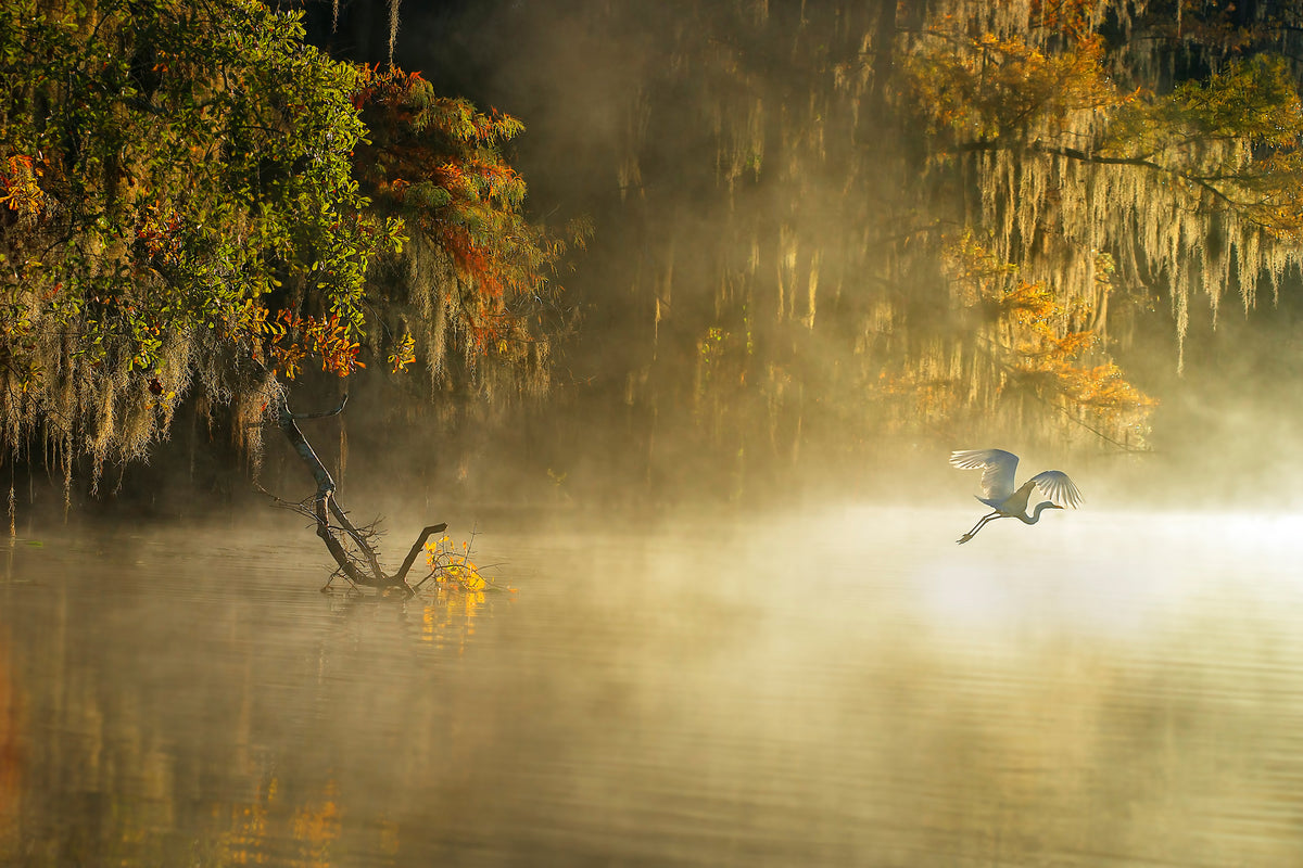 3-piece-aluminium-print-egret