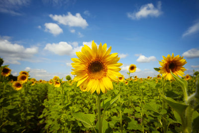 poster-print-summer-sunflowers