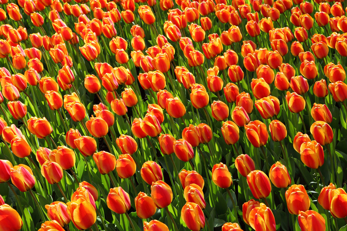 framedposter-print-tulip-field-in-orange