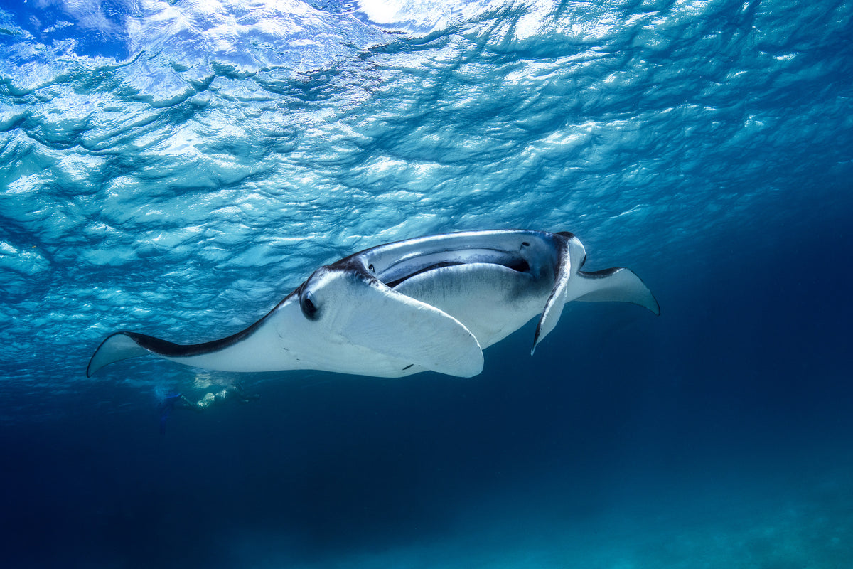 acrylic-print-manta-ray