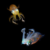 aluminium-print-sea-jewels