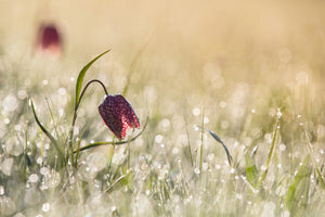 canvas-print-morningdew