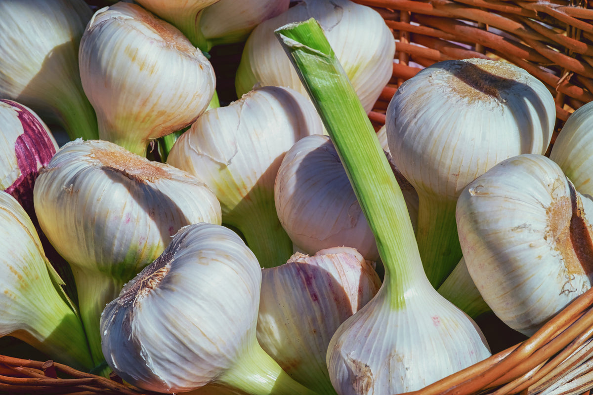 3-piece-canvas-print-fresh-garlic