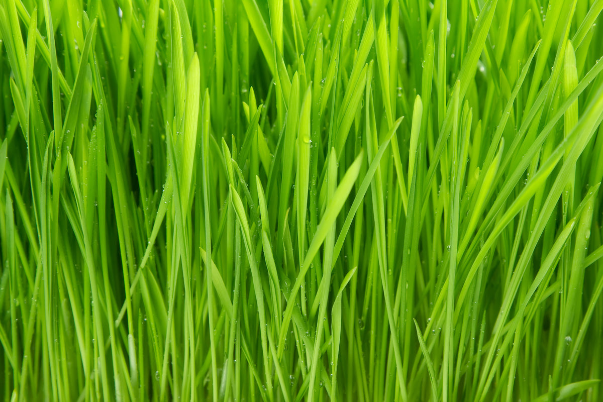 3-piece-acrylic-print-grass-in-morning-dew