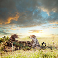 poster-print-cheetahs