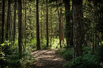 poster-print-many-trees