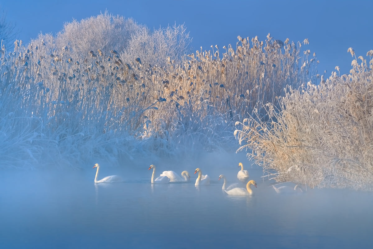 3-piece-canvas-print-blue-swan-lake