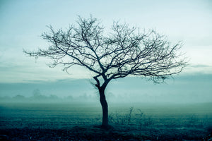 3-piece-canvas-print-the-magic-tree