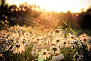 aluminium-print-daisies-at-sunset
