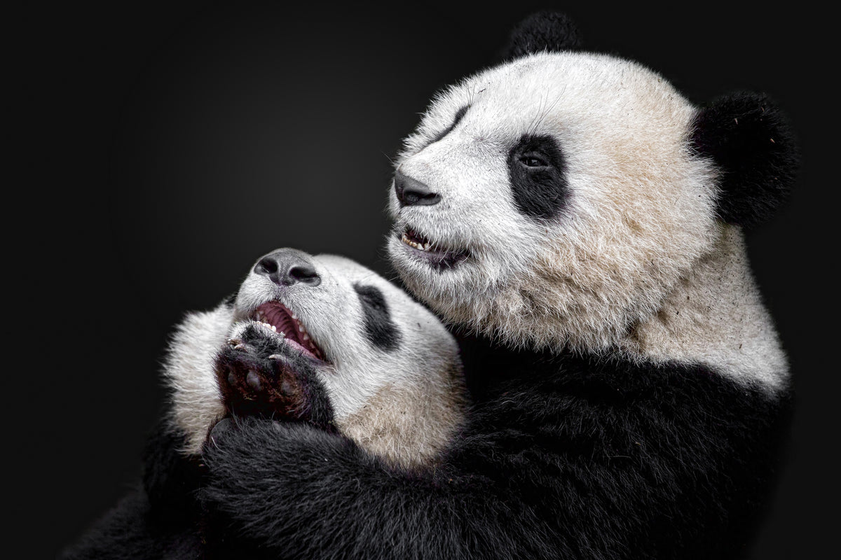 acrylic-print-pandas-x