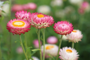3-piece-canvas-print-flowers-of-spring