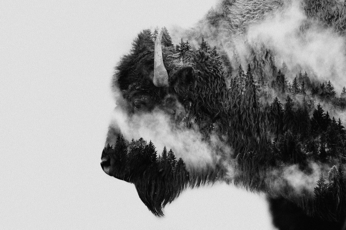 canvas-print-bison-x