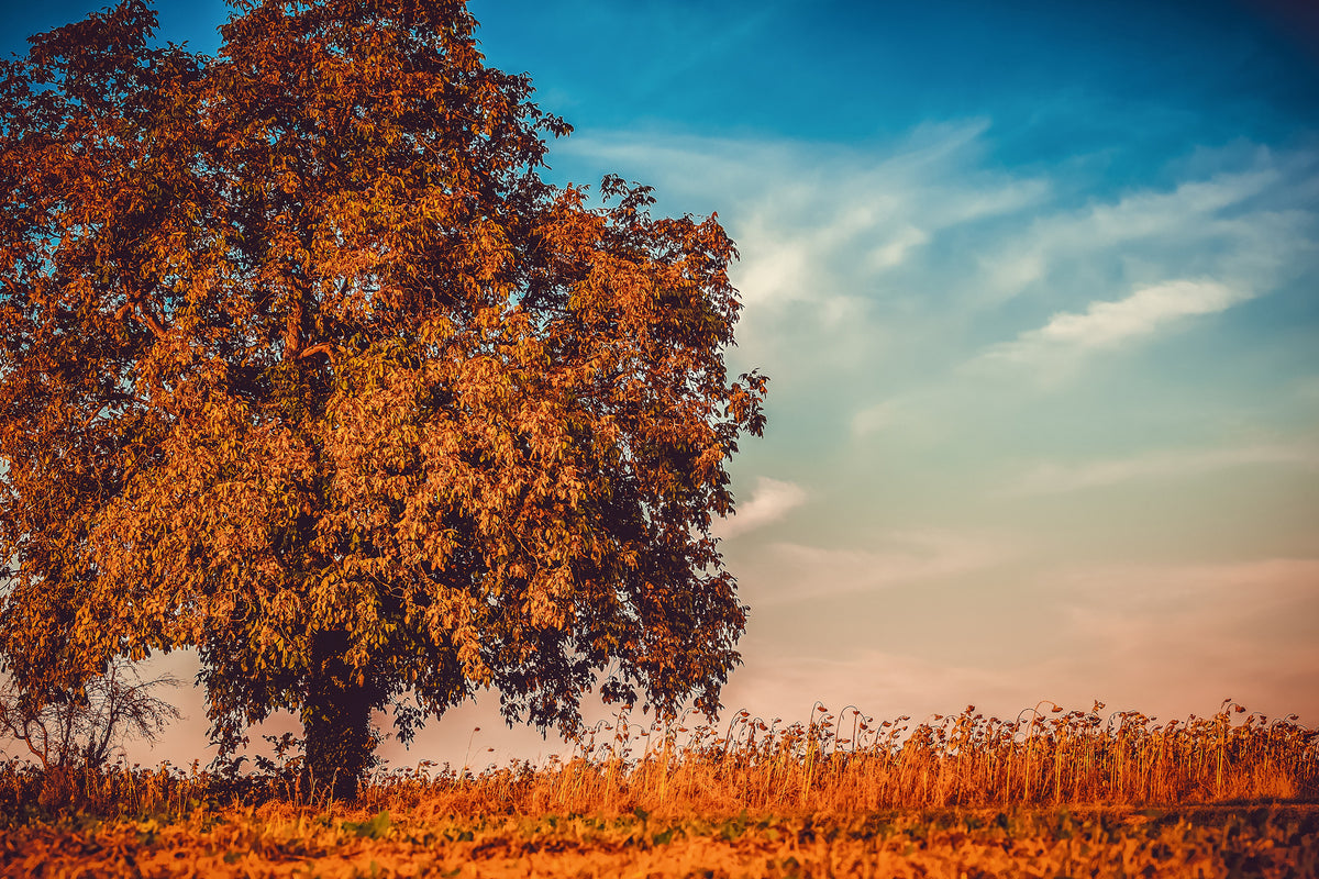 framedcanvas-print-the-nut-tree