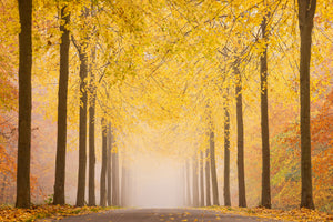 poster-print-autumn-road-x