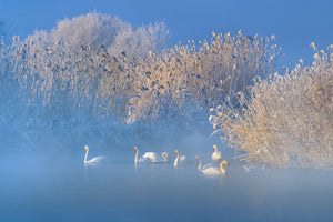 aluminium-print-blue-swan-lake