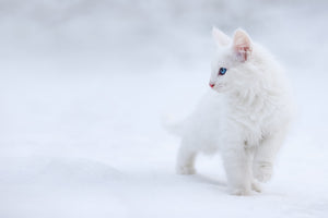 framedcanvas-print-white-as-snow
