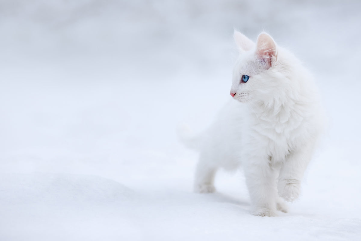 framedcanvas-print-white-as-snow