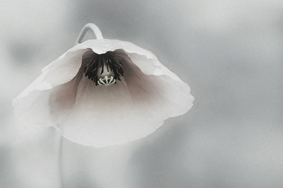 aluminium-print-ephemeral-beauty-ii