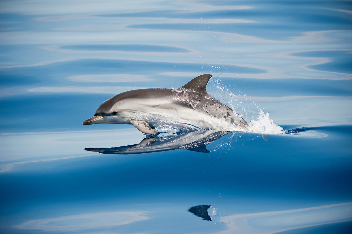 framedposter-print-striped-dolphin-x