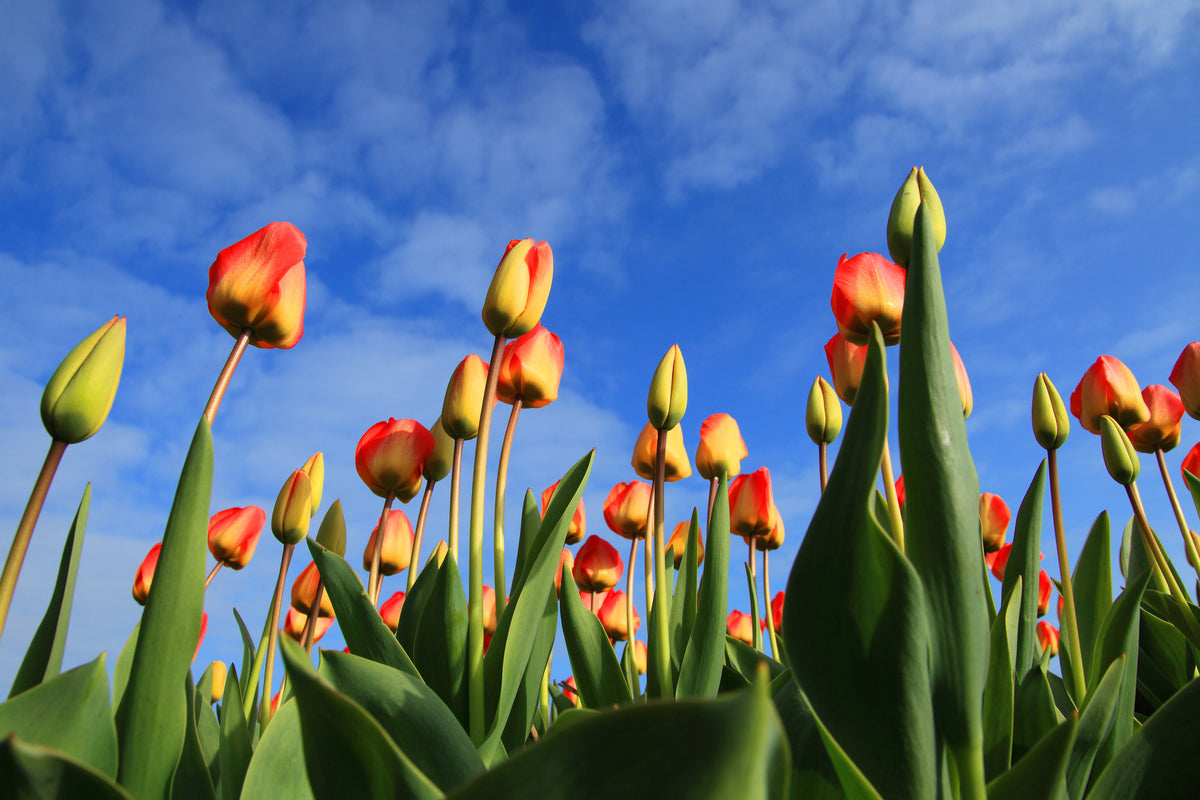 modern-3-piece-aluminium-print-tulips-tower-to-the-sky