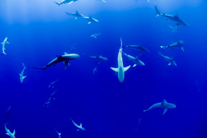 3-piece-acrylic-print-in-the-shark-tank