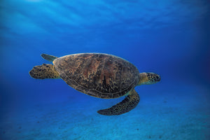 framedposter-print-green-turtle-in-the-blue