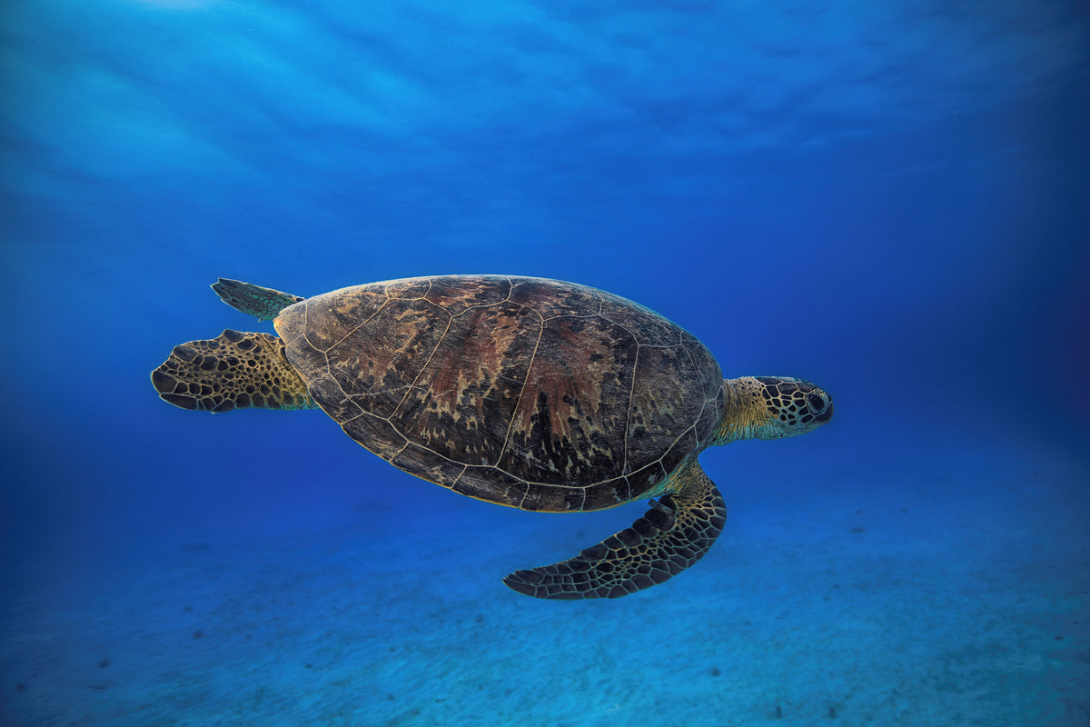 framedposter-print-green-turtle-in-the-blue