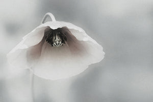 3-piece-canvas-print-ephemeral-beauty-ii