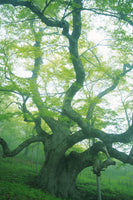 framedcanvas-print-the-old-tree