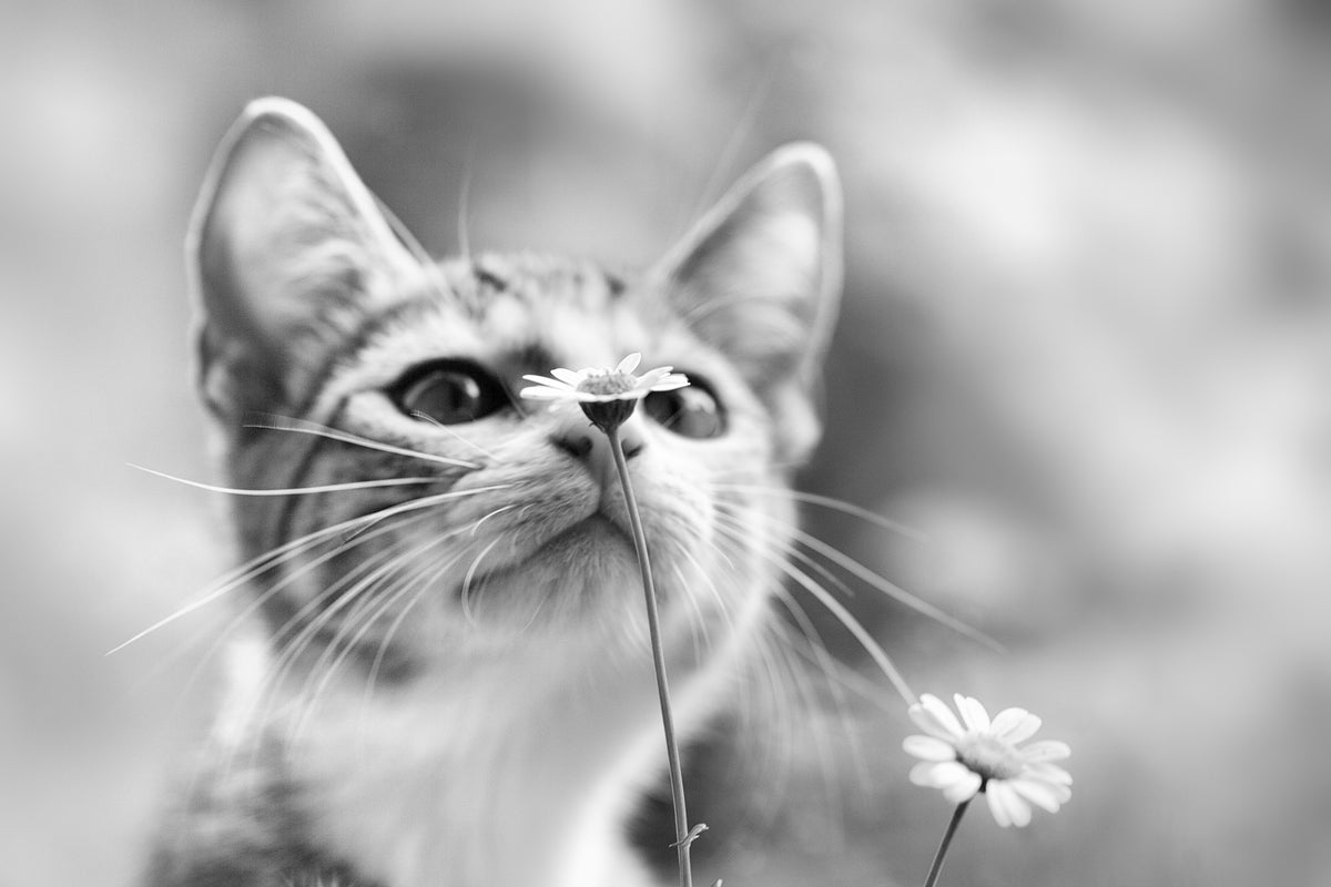 framedcanvas-print-curious