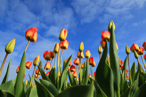 poster-print-tulips-tower-to-the-sky