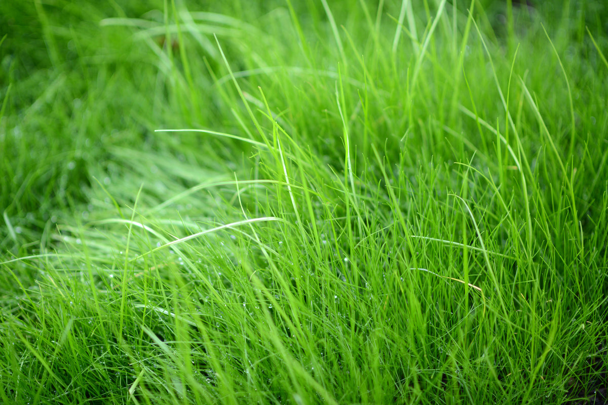 3-piece-aluminium-print-blades-of-grass