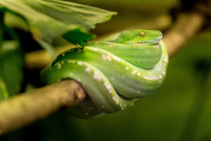 aluminium-print-green-snake
