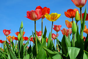 3-piece-acrylic-print-wild-tulips