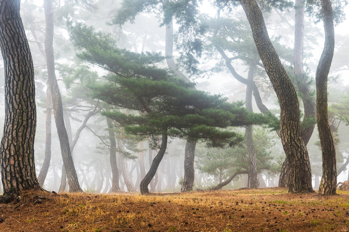 aluminium-print-in-the-misty-pine-forest-x