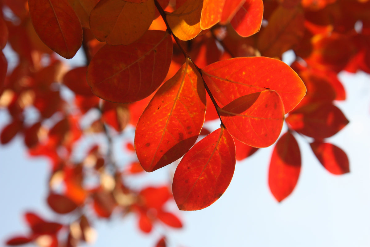 canvas-print-red-leaves-xl